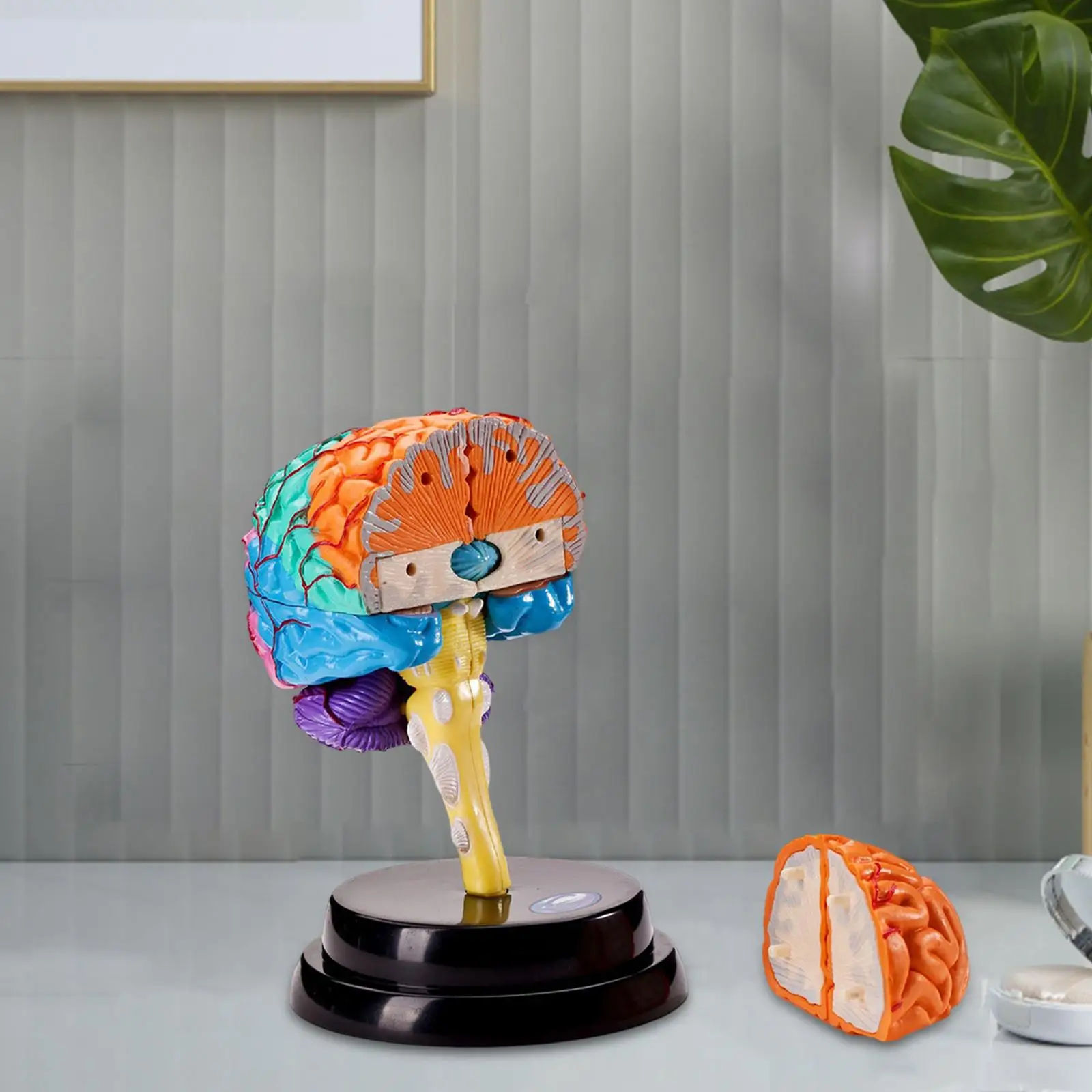 

Brain Model Anatomy Brain Functions Model 4D brain Model for Biology Learning Toy Student Learning Study Display Classroom