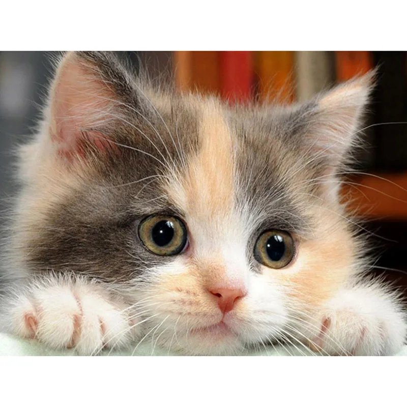 

5D алмазная живопись, полная выкладка, кот, алмазная вышивка, животные, мозаика, Набор для вышивки крестиком, картины, бусины, искусство, домашний декор