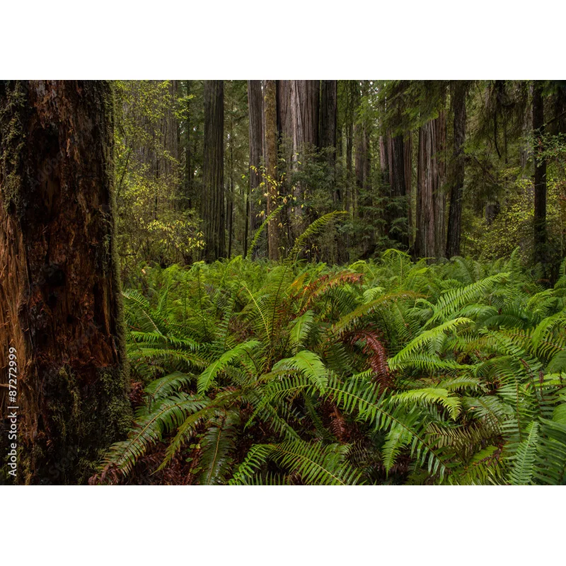 Опавшие деревья в зеленых девственных хвойных лесах фоны для фотосъемки