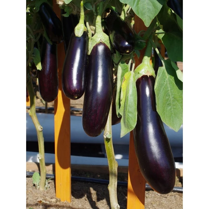 Seeds eggplant andryusha F1/agrofirm partner/3 Pack |