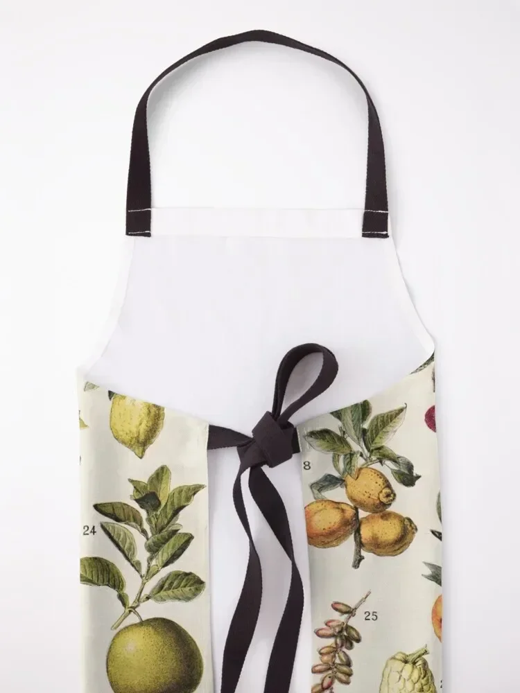 Адольффе Милота - Экзотические фрукты Фартук французской винтажной ботанической