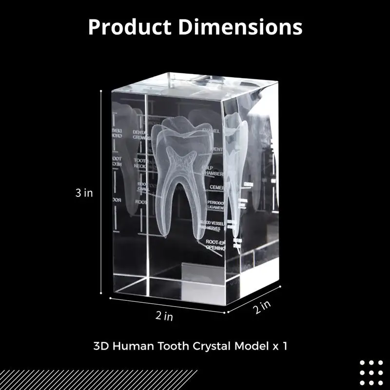 3D Crystal Human Tooth Model Cubic Laser Etched Anatomical For Home And Office Hospital Decoration Dentists Gifts