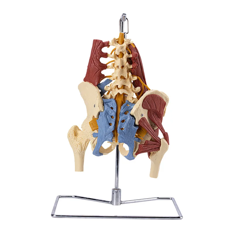 Анатомическая модель скелета с мышцами ciiizaoo
