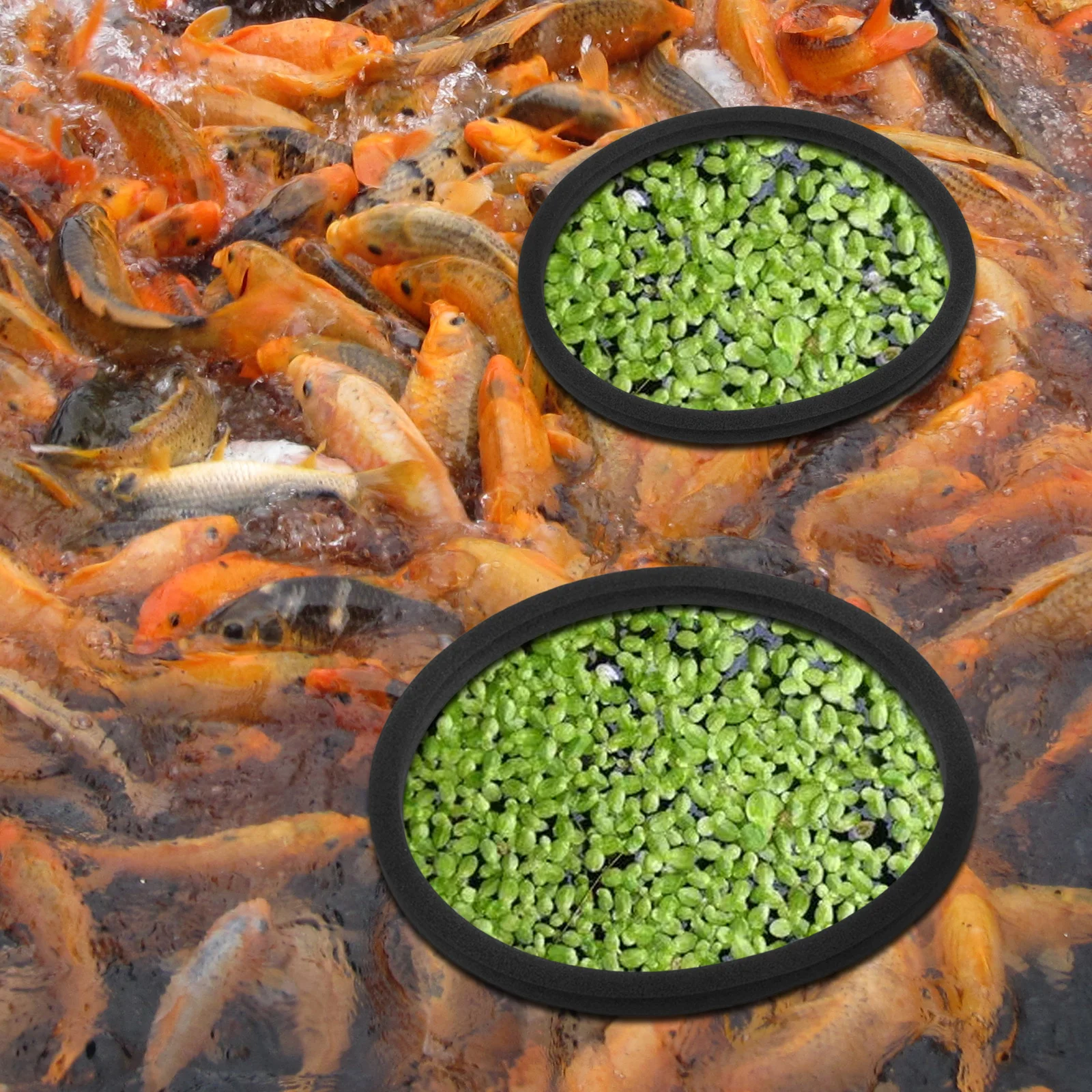 5 шт. стопорное кольцо для травы аквариума кольца растений перехватывающие