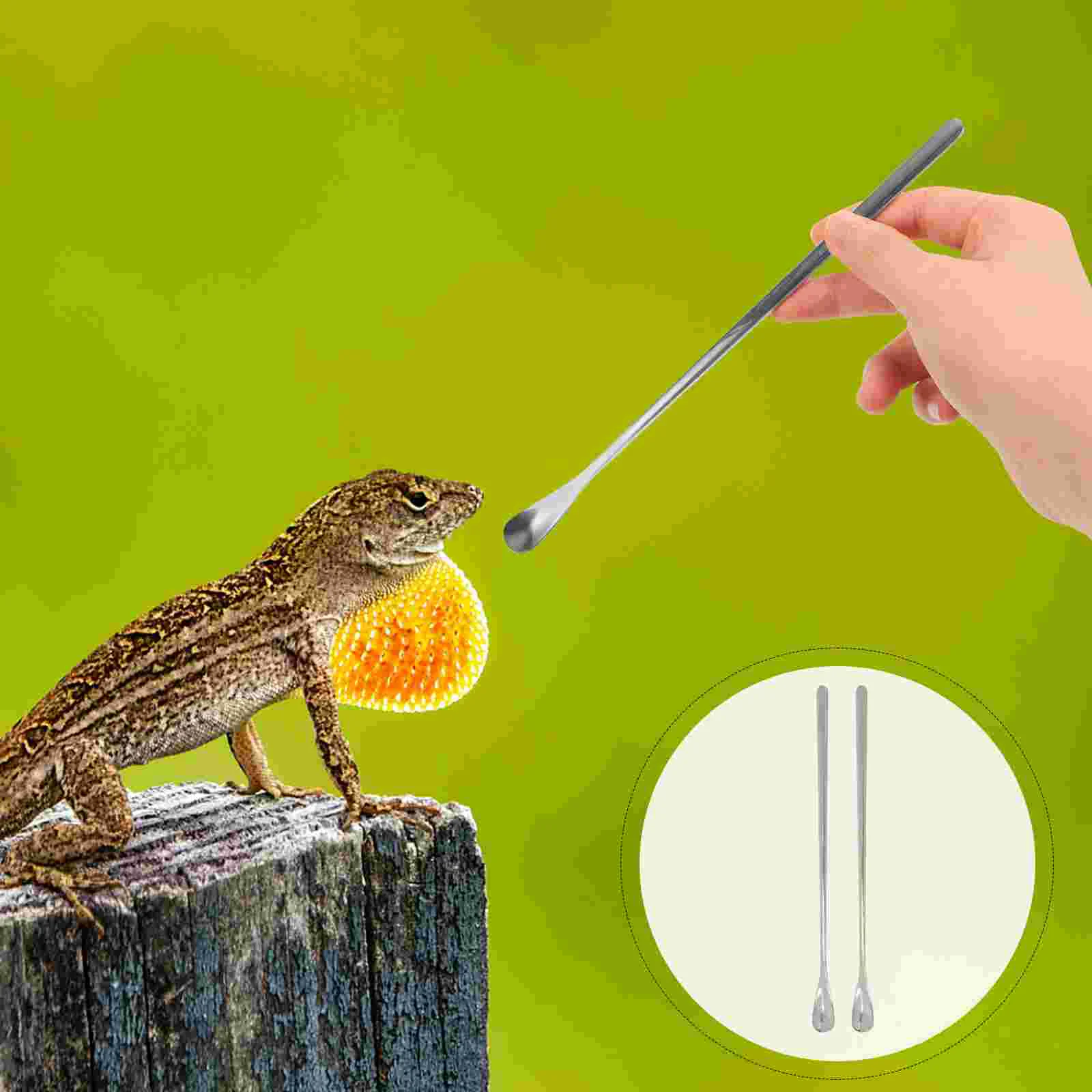 

2 Pcs Feeding Spoon Tools Mini Lizard Spoons Stainless Steel Reptile For Wet Food