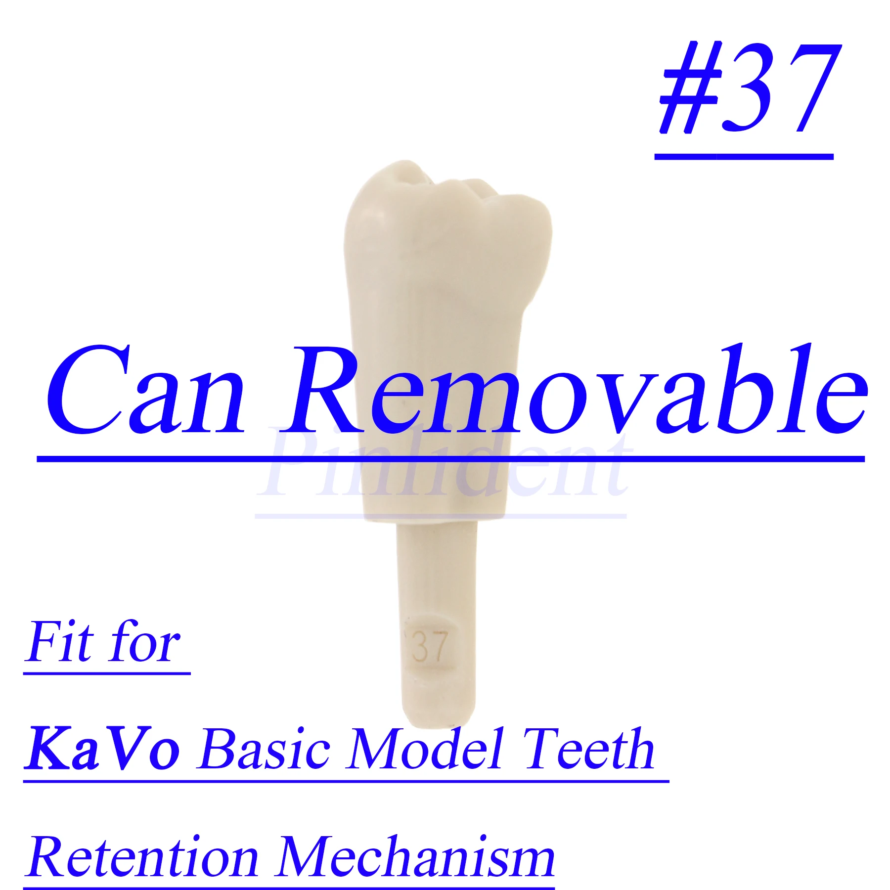 32 шт. модели зубных зубов KaVo # 37. Базовая модель стоматологического фиксатора