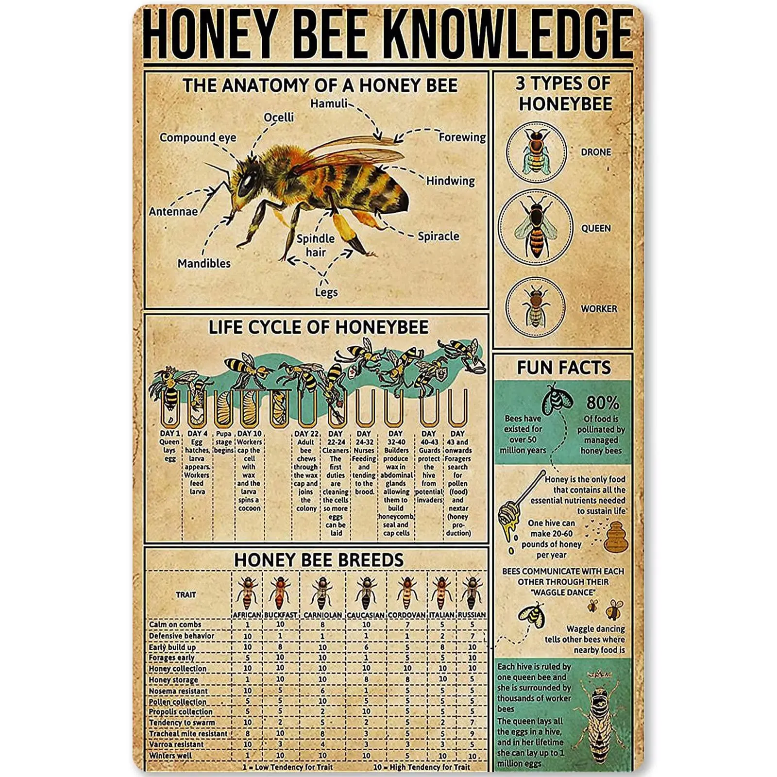 

Bee Knowledge Metal Tin Sign Information About Bees Diagram Poster for School Education Bar Cafe Club Home Kitchen Wall 8x12 In