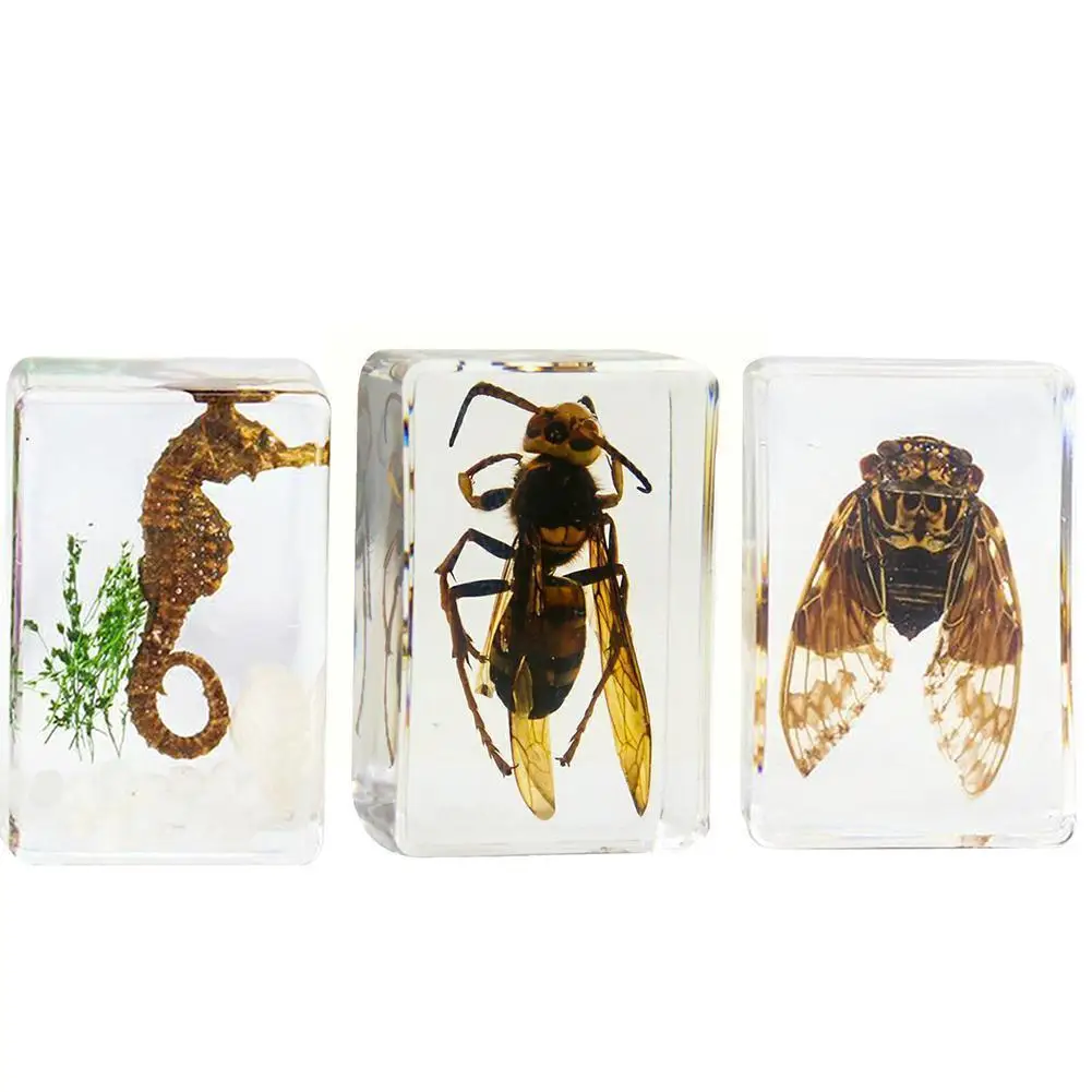 

Crystal Amber Table Craft Decoration Insect Teaching Paperweight Center Decoration Desk Specimen Home F5x8