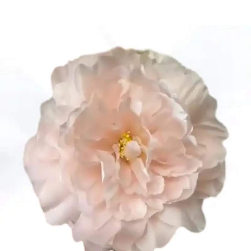 

Stunning 17-Color Peony Flower Head Hanfu Headdress with Exquisite Simulation Flowers - A Must-Have for Traditional Chinese Fas