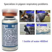 pigeons with respiratory problems will not fly high soon dedicated to 100 featherbottle