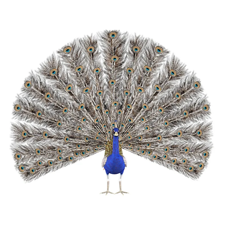 

Красивая наклейка на стену с павлином Three Ratels QC497, искусство для спальни, наклейки с животными, Виниловая наклейка из ПВХ