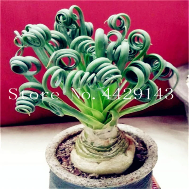 

500pcs Succulents Grass Spiral Grass Fragrant flowers fragrance Strong fragrance