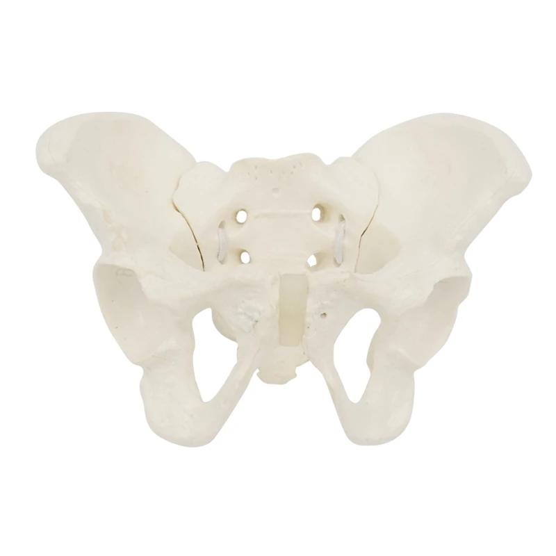 

Life Size Female Pelvis Model, Flexible Anatomy Model, Hip Bone Pelvic Anatomical Model for Science Education Midwife