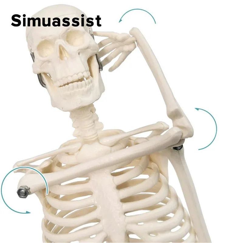 Анатомическая модель человеческого скелета