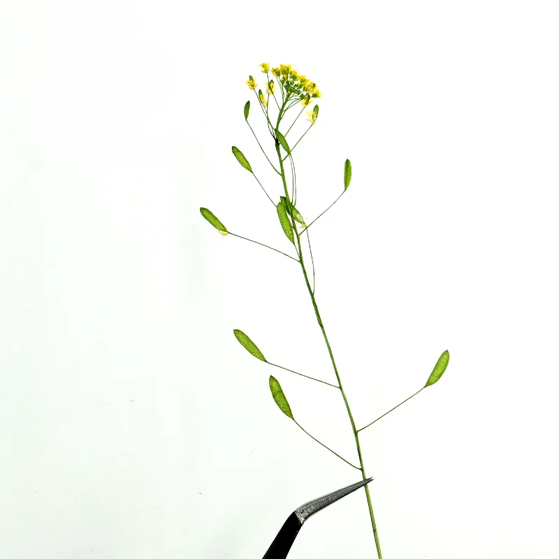 6-9 см/12 шт. натуральный прессованный цветок Draba nemorosa Дикая трава сухой сделай сам
