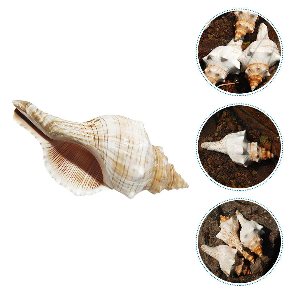 

Shell Conch Decorationtank Seashells Shells Sea Aquarium Decorocean Wedding Ornament Crafts Natural Largetable Seashell