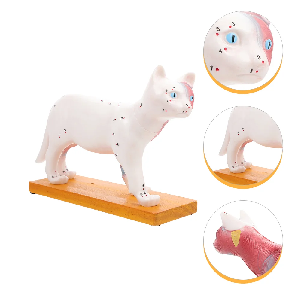

Cat Acupuncture Point Model Kitten Toys Anatomy Miniature Pvc Veterinary Teaching Anatomical