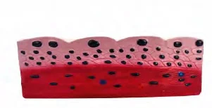 Стратифицированная плоская модель эпителиальной ткани медицинская медицина