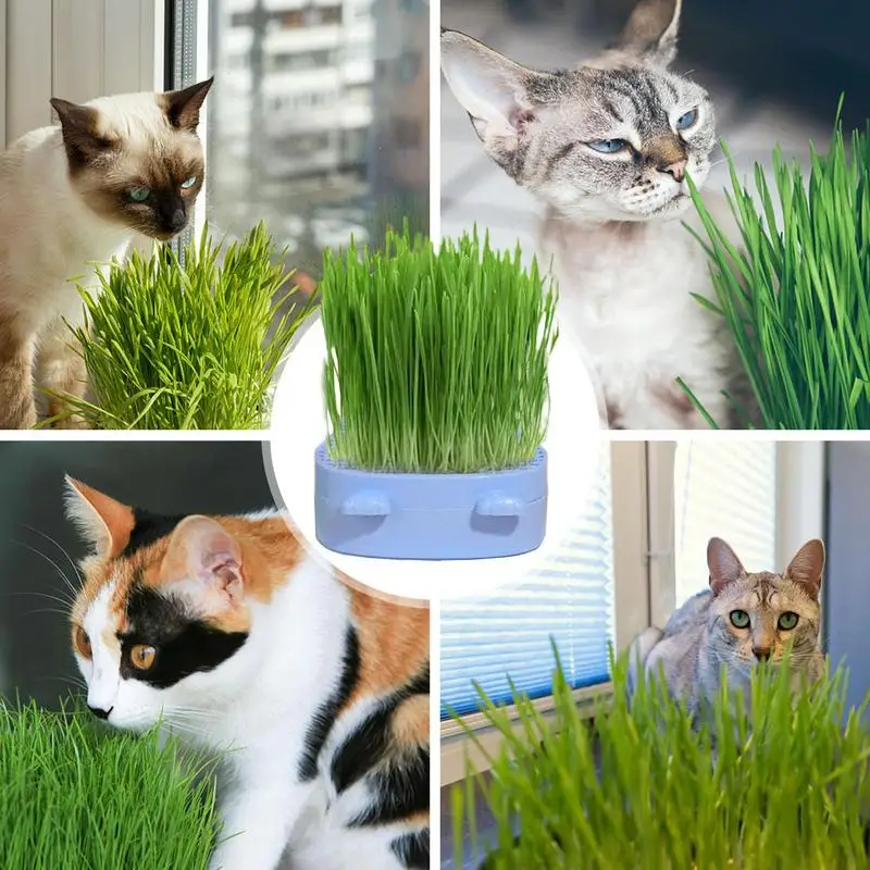 Подготовка почвы и грунта для посадки