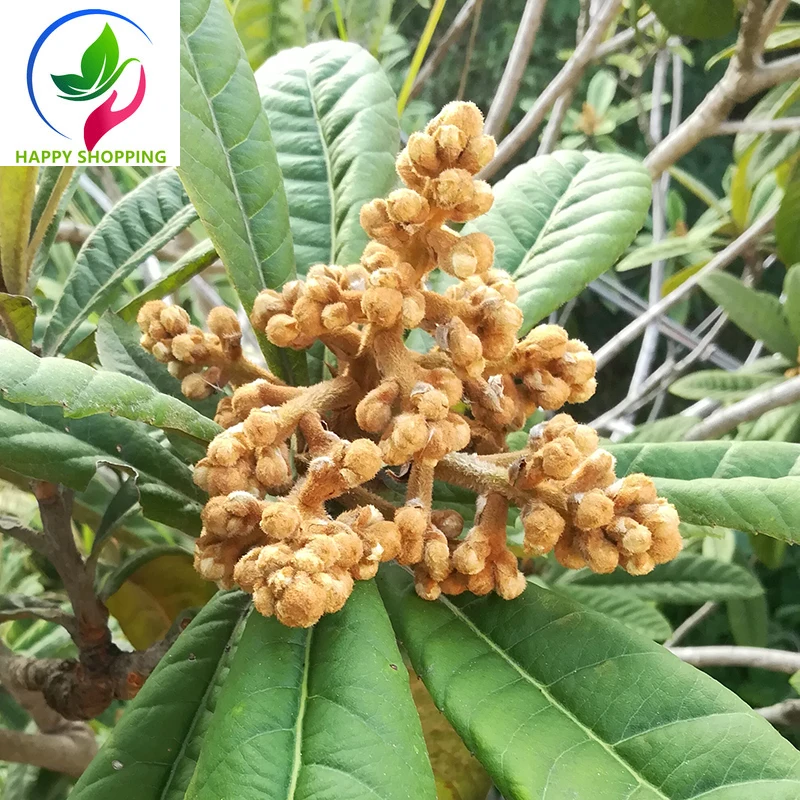 

Pure Natural Wild Loquat Flower; Loquat Tree Flower Bud; Contains Multivitamins