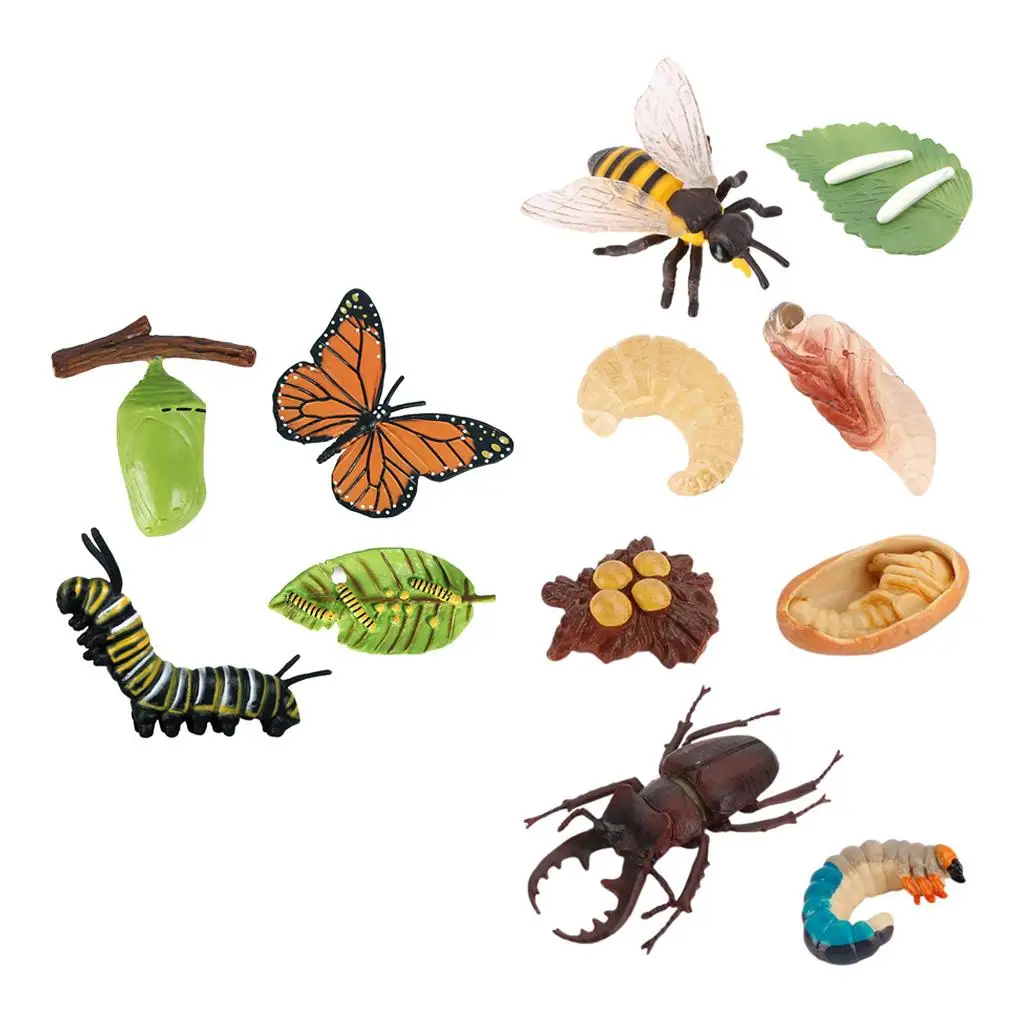 4-сценический жизненный цикл модель игровой набор детские обучающие игрушки для