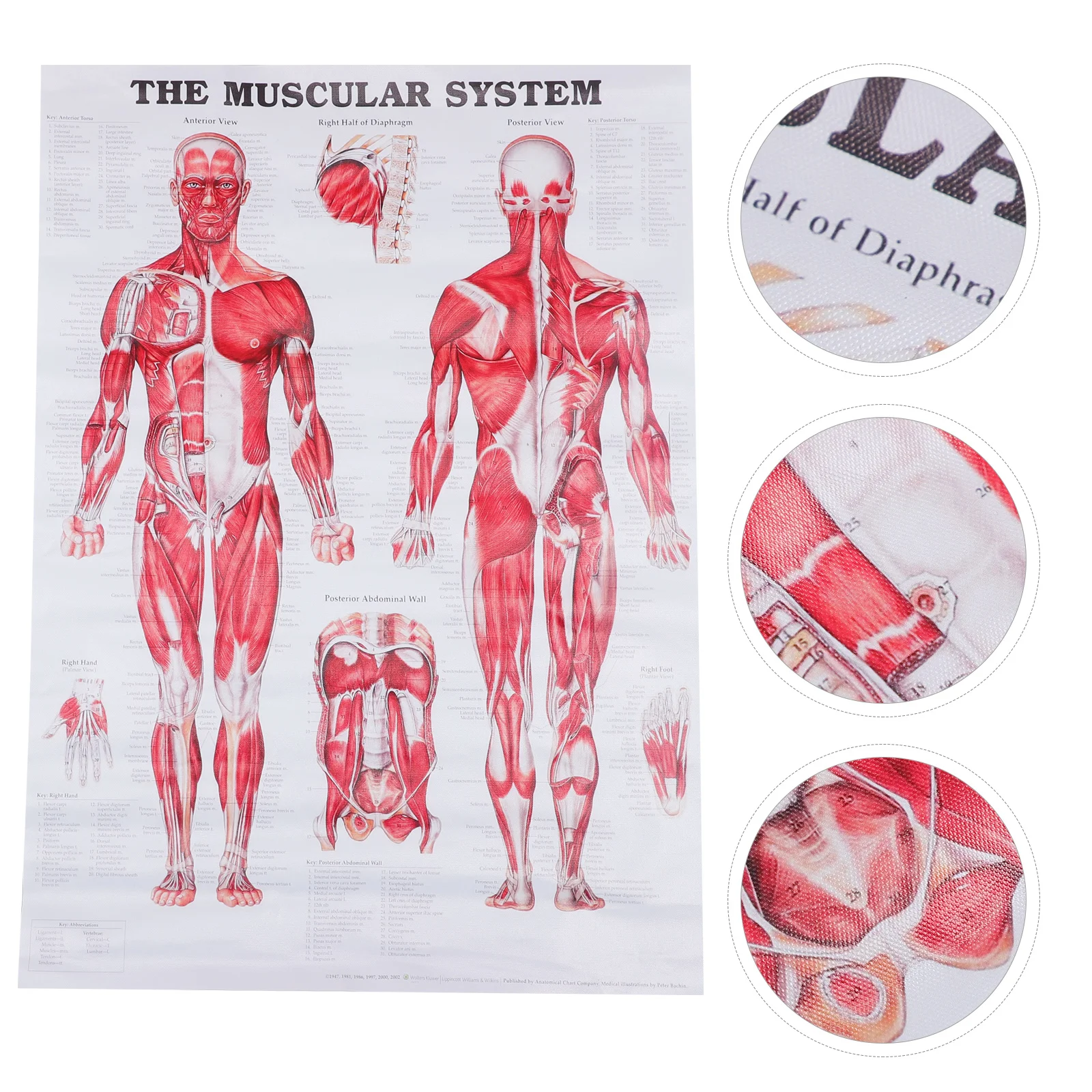 

Human Anatomy Muscular System Poster Body Anatomical Real Person Teaching Chart Cloth Office