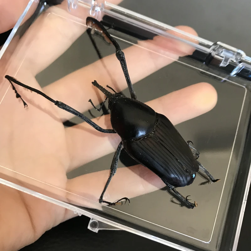 Настоящее насекомое образец Cyrtotrachelus buqueti Ган школьные Обучающие учебные пособия