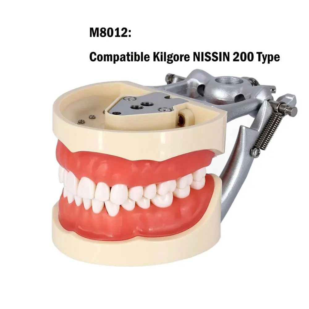 

DENTAL TYPODONT MODEL 200 WITH REMOVABLE TEETH KILGORE NISSIN TYPE