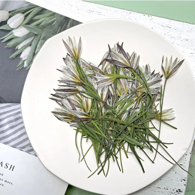 

Lily On Stem Dried Flower Petals DIY Handmade Material 1 Lot/100pcs Free Shipment