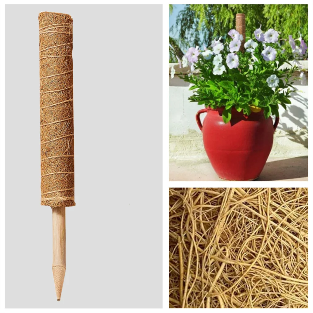 

Coconut Palm Moss Plants Growing Support Pole Plant Stake Tough Stick String Clamps House Gardening Inside Yard Balcony