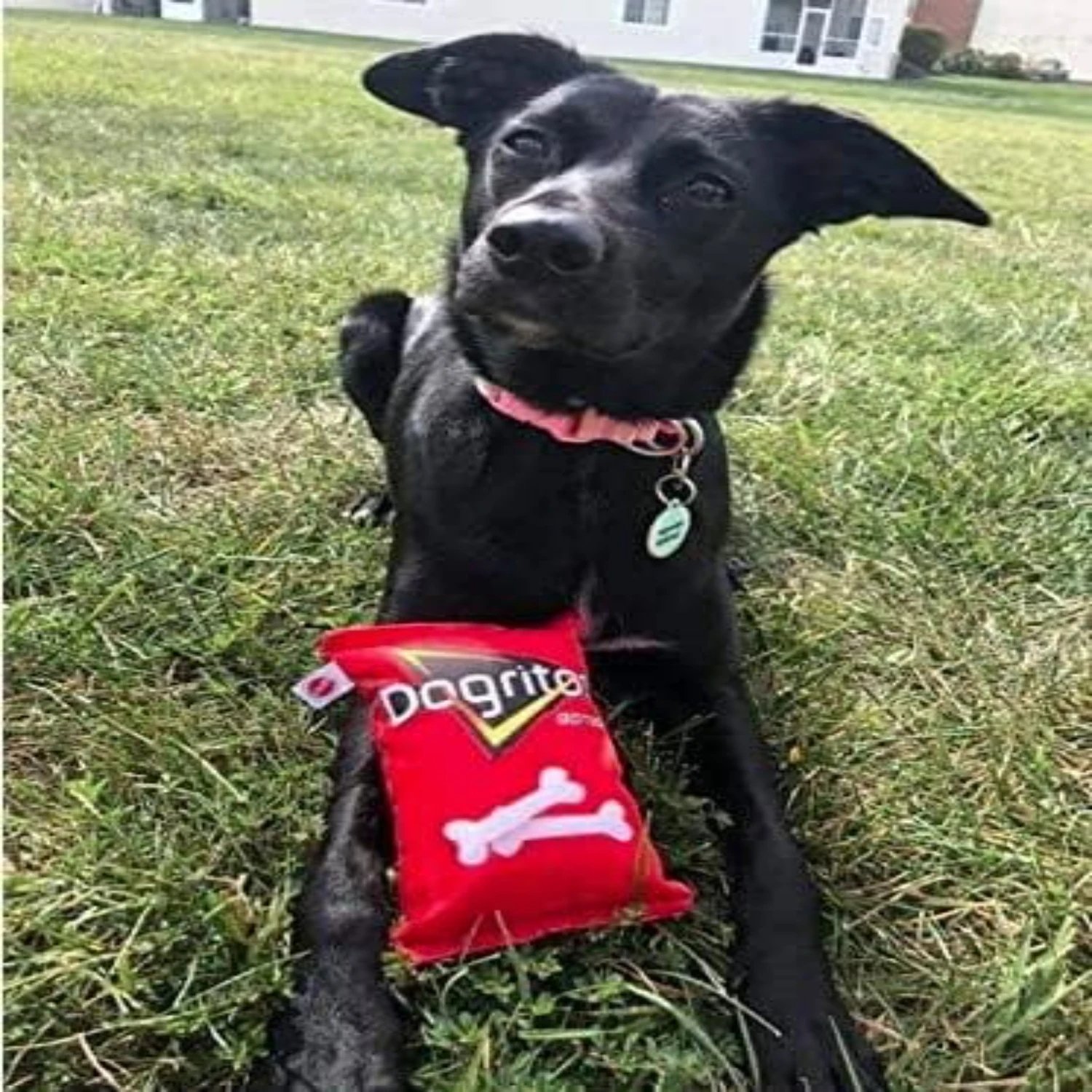 Занимающая игрушка для собак DOGRITOS с забавной пародой от маленьких и средних