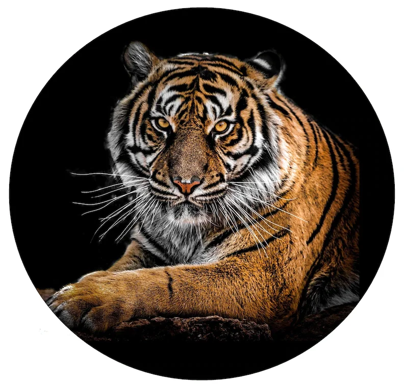 

Tiger 15" 16" 17" Made With Your Size Soft Spare Wheel Tire Cover