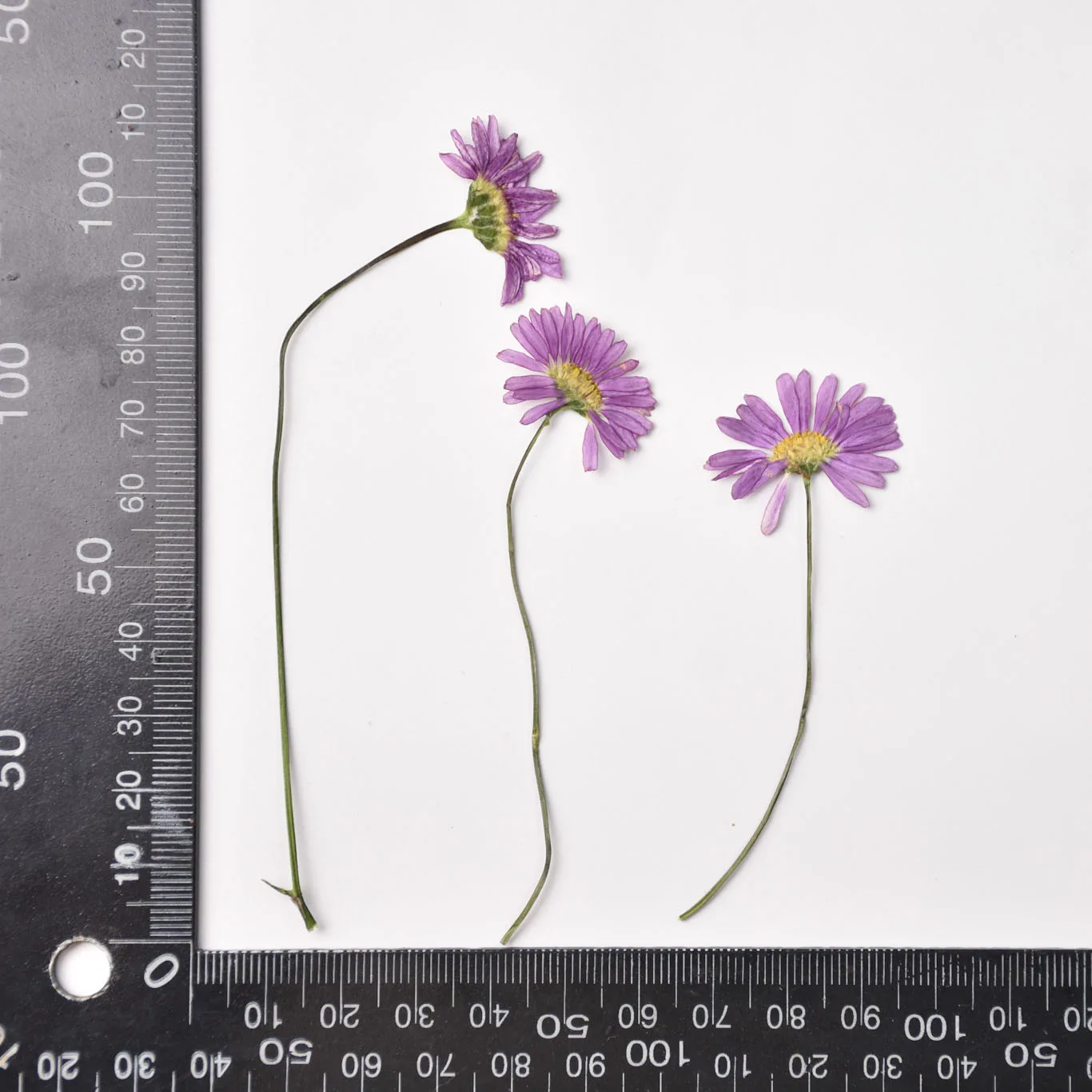 

Сушеные цветы ротанга NYAConfetti 12 шт.