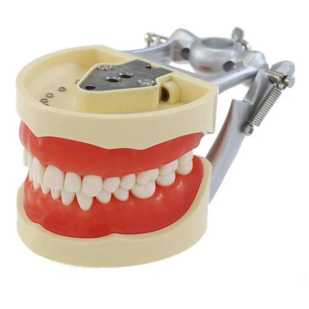 Kilgore Nissin 200 Type Dental Typodont Model 32PCS Teeth Screw-in Removable