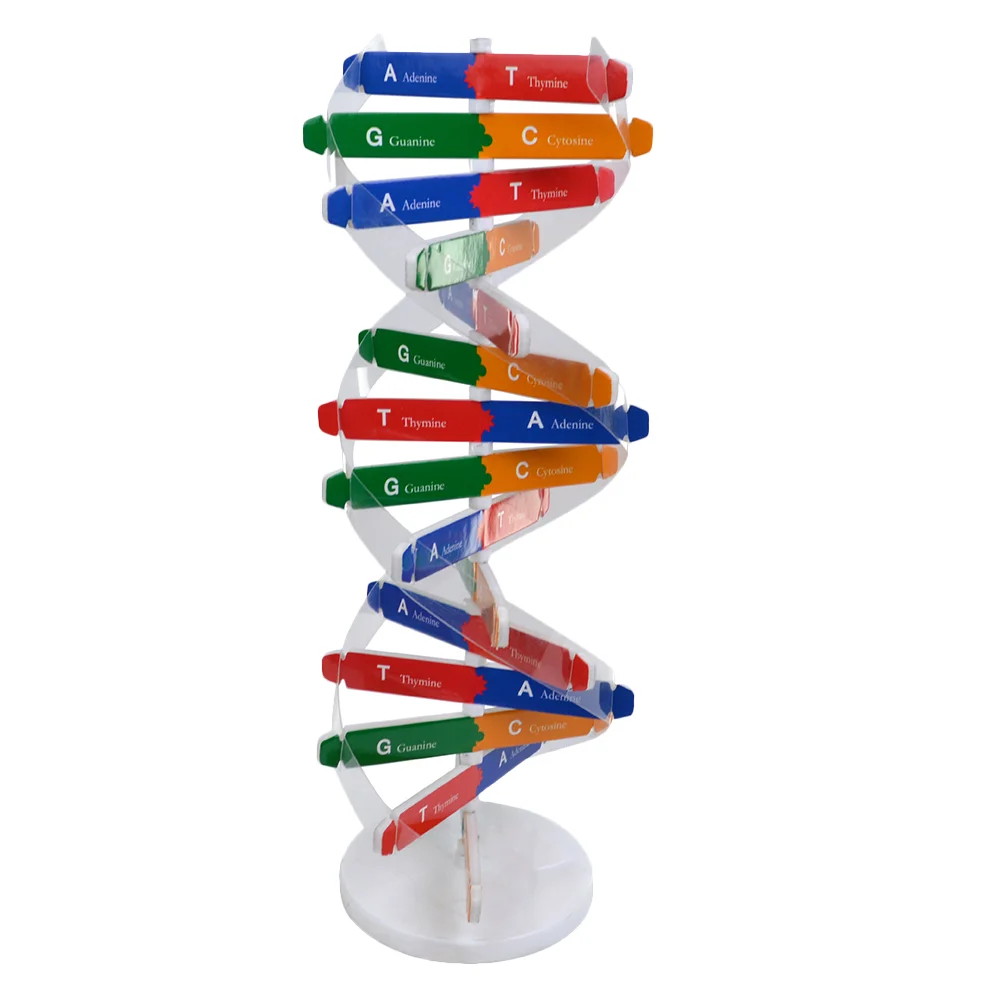 

Dna Double Helix Double Helix Model Aids Mannequin Model Aids Biology Teaching Self-Assembling Kids Playset Assembled Science