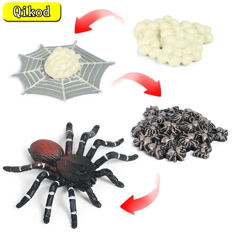 

New Toy Figures Animals Growth Cycle Model Spider Action Figures PVC Educational Cognition Lovely Baby Kids Toys Christmas Gifts
