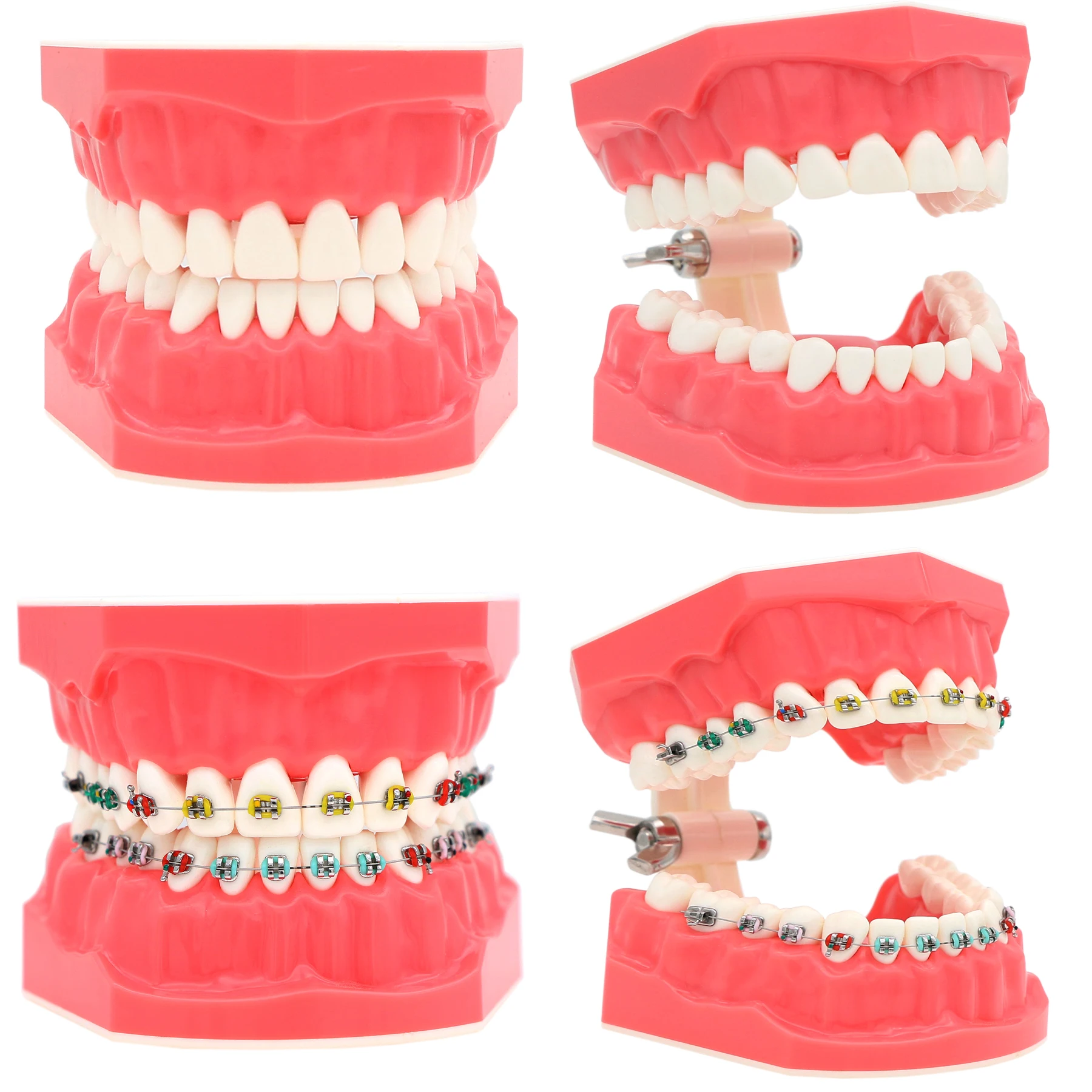 

Dental 1:1 Teeth Model Dentistry Brushing Flossing Practice Studying Teaching Model FalseTeeth M7010-1 Dentures M7010-2