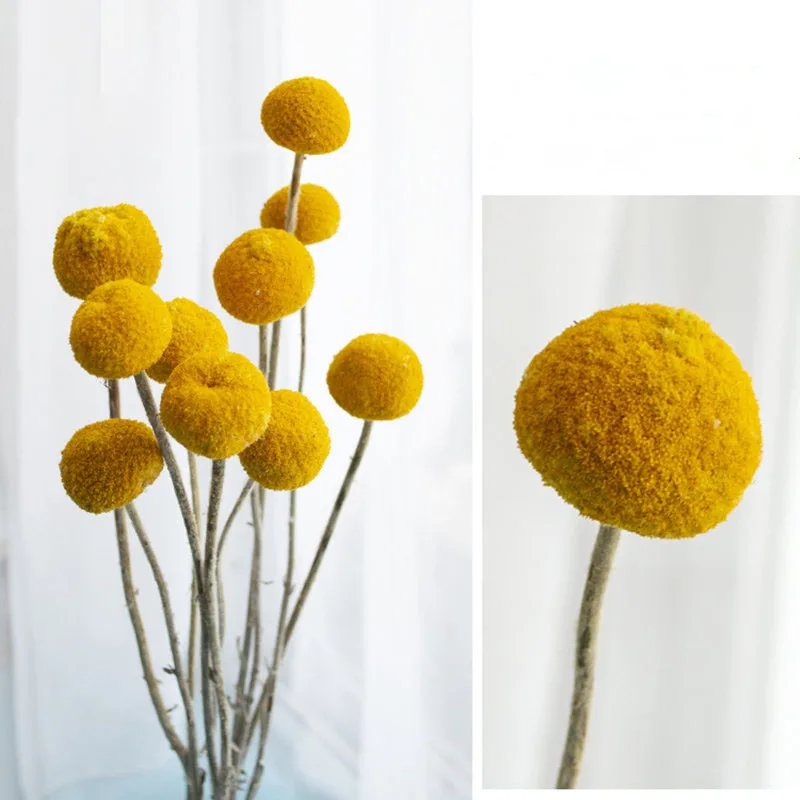 

20PCS/lot Dried Flower Preserved Craspedia Billy Button Balls Golden for Wedding Decoration Arrangements Home Decor DIY Bouquet