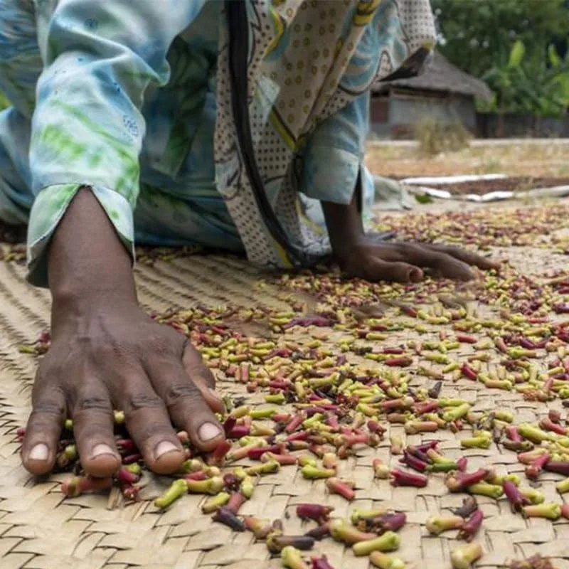 Секрет природы для укрепления волос: розмарин питает волосы горячим маслом ярких