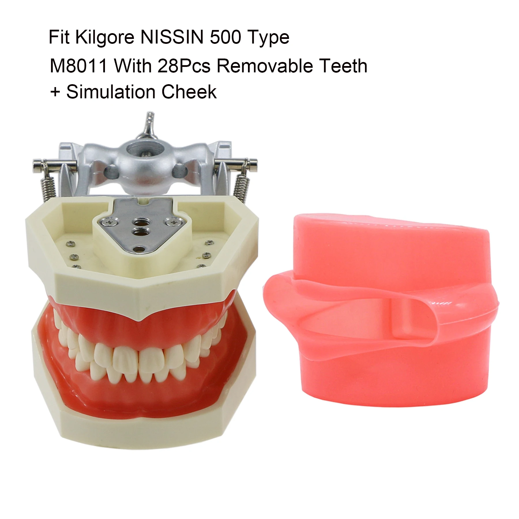 Kilgore Nissin 500 Type Fit Dental Screw-in Typodont Demo Standard Practice Filling 28Pcs Teeth Model With Simulation Cheek