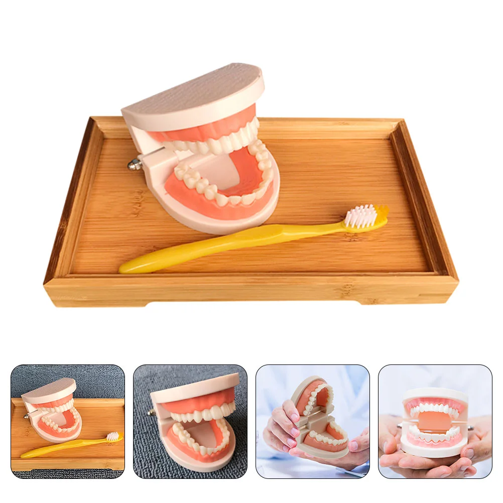 

1 Set Brushing Model Kids Educational Toddler Cognitive