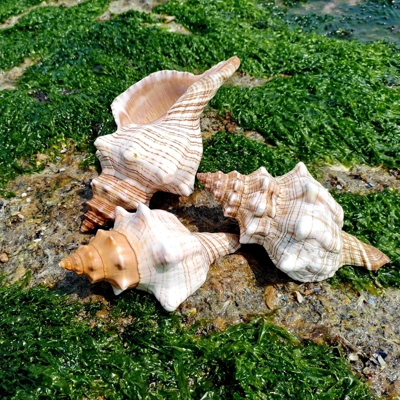 Красная спиральная улитка натуральная раковина ракушка очень большое украшение