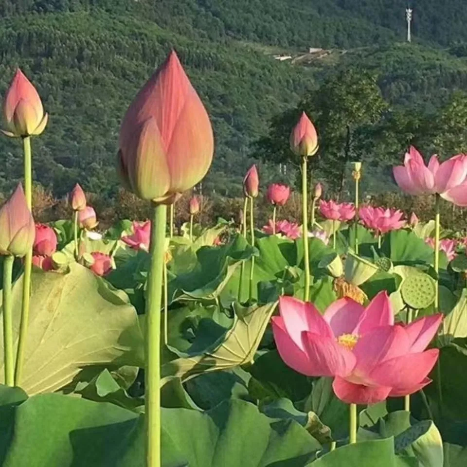 

24 вида водных лилий с цветком лотоса 5 шт.