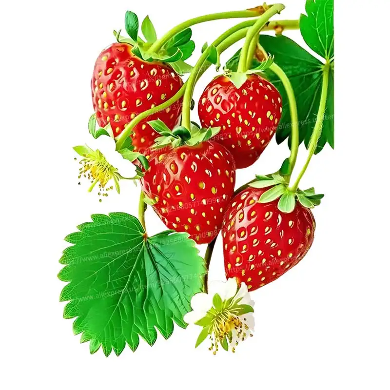 

Набор наклеек с клубничным узором M1254