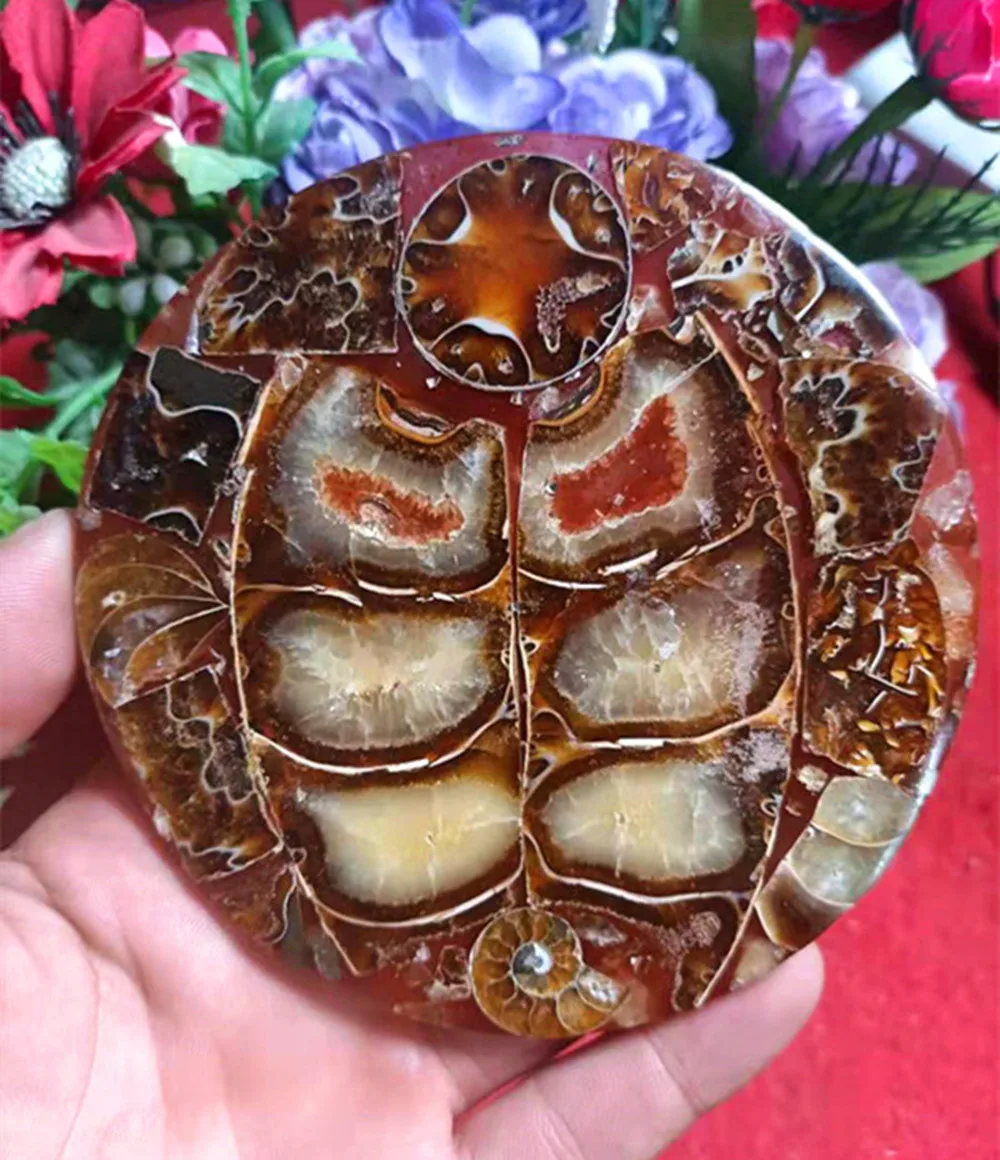 

New arrivals 100% natural ammonite shell fossil stone several shells connected together disk for home decoration with shelf 1PC