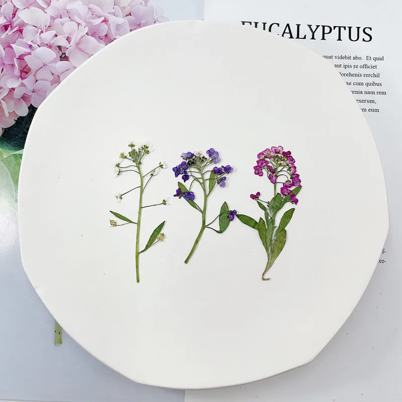

120pcs 6-8cm Pressed Dried Lobularia Maritima Flower Plant Herbarium For Jewelry Postcard Invitation Card Phone Case Candle DIY
