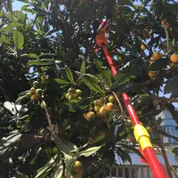 Инструмент для сбора фруктов#4