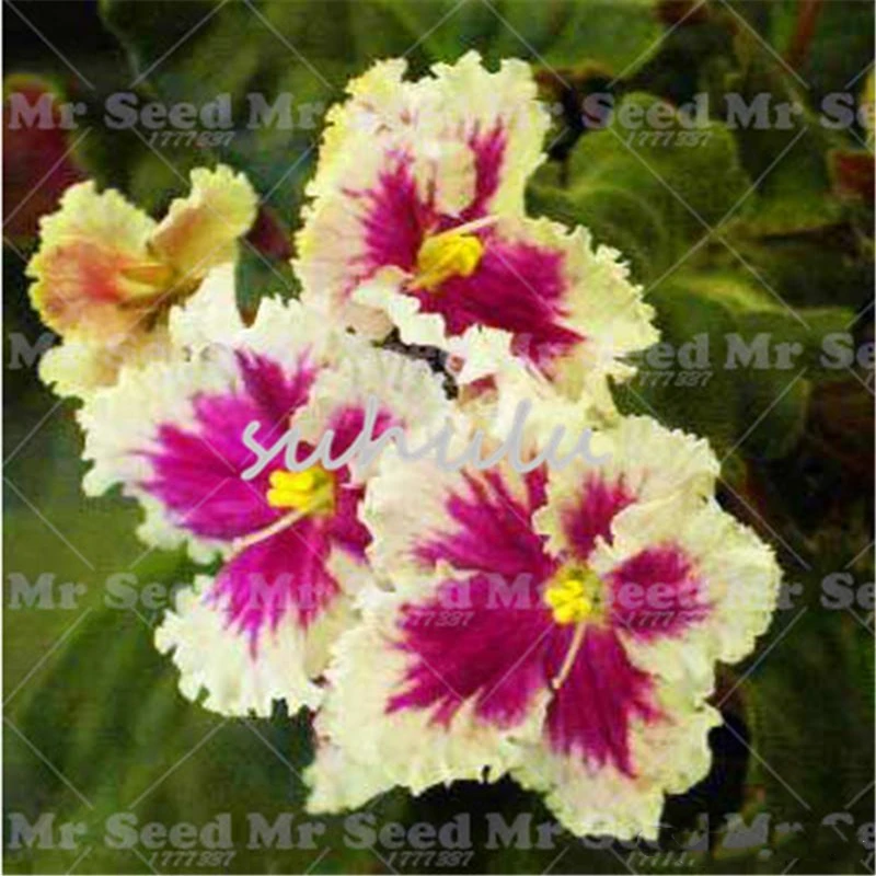 

100 шт. свежие цветные семена герани, благовония для сада, бонсай, природные искусственные травяные цветы, ароматные благовония M361I