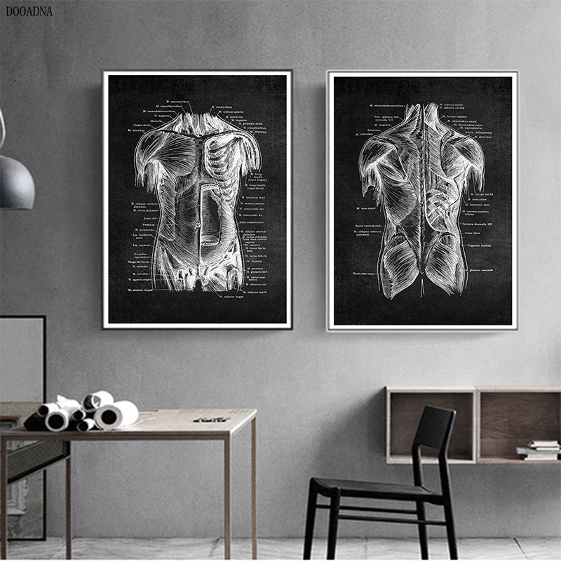Настенные картины с мышцами скелета медицинская Анатомия человека Картина на