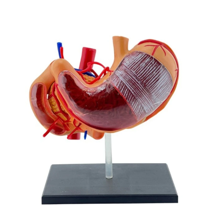 

Interactive Stomach Anatomy Model with Labels for Easy Understanding Model